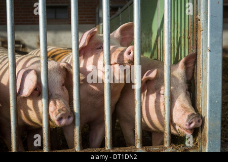 Pigs held in a sustainable way with twice as much room as normal, opton to go outside and sustainable food Stock Photo