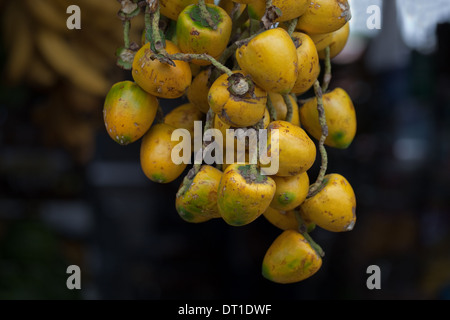 Oil Palm (Elaeis guineensis), tree fruits or 'nuts'. Roadside market stall. Costa Rica. - Stock Photo