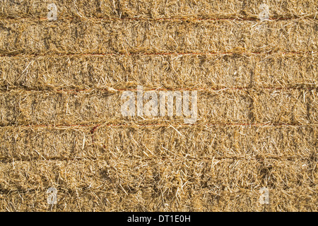 Washington State USA Hay bales stacked up Dried grass stalks baled Stock Photo