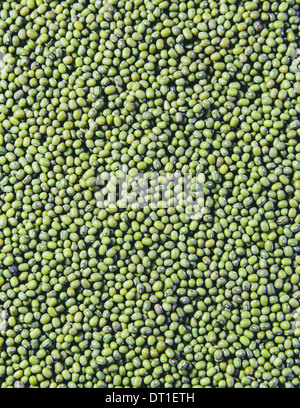 Mung beans also known as green gram or golden gram native to India
