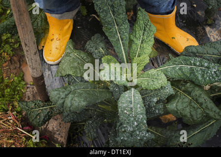 Organic Farmer at Work A person's feet in yellow work boots Stock Photo