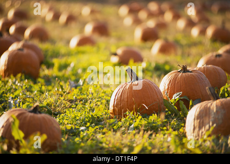 A field of pumpkins growing Stock Photo