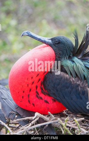 Great Frigatebird male (Fregata minori), Genovesa Island, Galapagos, UNESCO World Heritage Site, Ecuador, South America Stock Photo