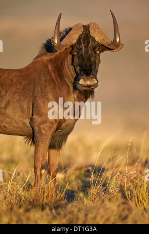 Black wildebeest (white-tailed gnu) (Connochaetes gnou), Mountain Zebra National Park, South Africa, Africa Stock Photo