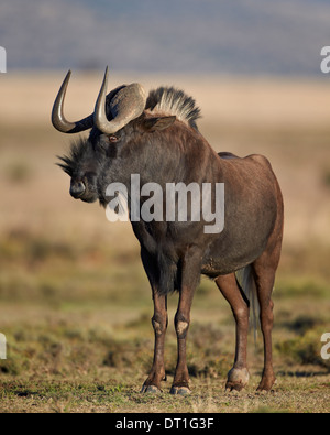 Black wildebeest (white-tailed gnu) (Connochaetes gnou), Mountain Zebra National Park, South Africa, Africa Stock Photo