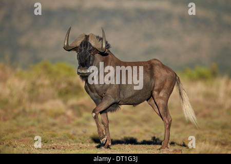 Black wildebeest (white-tailed gnu) (Connochaetes gnou), Mountain Zebra National Park, South Africa, Africa Stock Photo