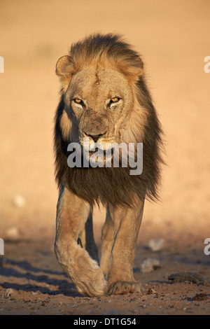 Lion (Panthera leo), Kgalagadi Transfrontier Park, encompassing the former Kalahari Gemsbok National Park, South Africa, Africa Stock Photo