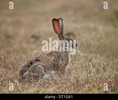 African hare (Cape hare) (brown hare) (Lepus capensis) eating, Addo Elephant National Park, South Africa, Africa Stock Photo