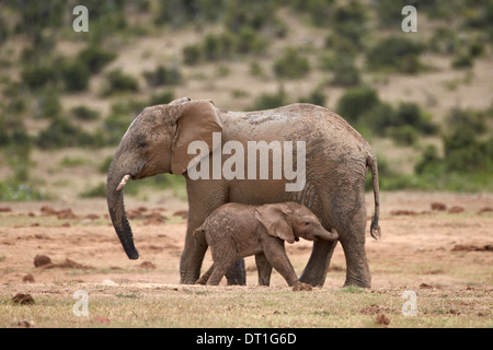 African elephant (Loxodonta africana) mother and baby, Addo Elephant National Park, South Africa, Africa Stock Photo