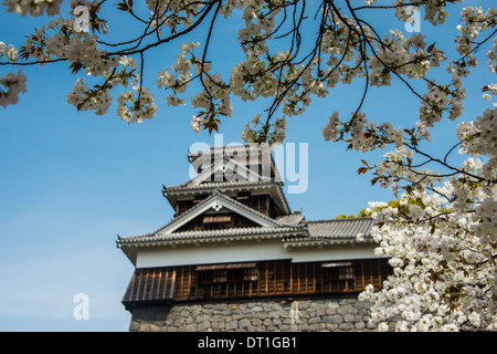 Cherry blossom and Kumamoto Japanese Castle, Kumamoto, Kyushu, Japan, Asia Stock Photo