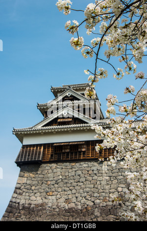 Cherry blossom and Kumamoto Japanese Castle, Kumamoto, Kyushu, Japan, Asia Stock Photo