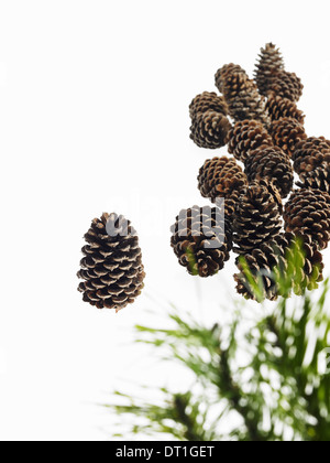 Still life Green leaf foliage and decorations A pine tree with green needles A group of brown pine cones Stock Photo
