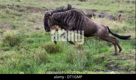 Wildebeest running and leaping in the Masai Mara Game Reserve, Kenya, Africa Stock Photo