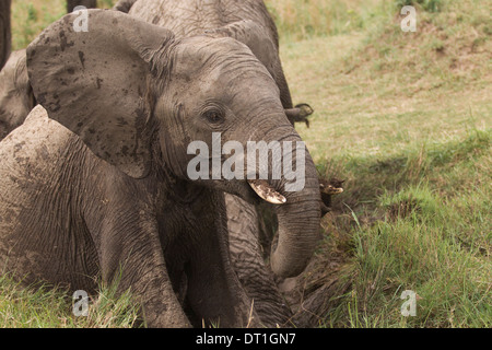 Young African elephant calf enjoying a mud bath in the Masai Mara Game Reserve, Kenya, Africa