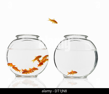 Goldfish swimming in a bowl Stock Photo