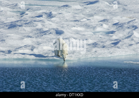 Polar bear in the wild A powerful predator and a vulnerable or potentially endangered species Stock Photo