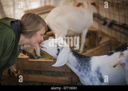 A woman in a stable on an organic farm White and black goats