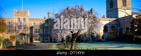 A Cherry Tree in the grounds of Jesus College, University City of Cambridge, Cambridgeshire, England, UK Stock Photo
