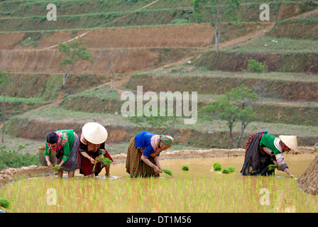 Flower Hmong women working in the rice field, Bac Ha area, Vietnam, Indochina, Southeast Asia, Asia Stock Photo