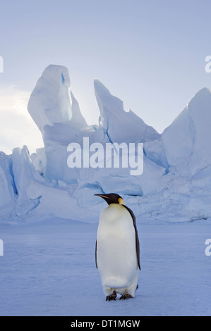 An adult Emperor penguin standing on the ice in shadow with head turned sideways on Snow Hill island in the Weddell Sea Stock Photo
