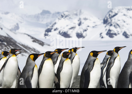 A group of king penguins Aptenodytes patagonicus on South Georgia island Stock Photo