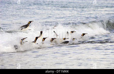 A group of King penguins leaping and surfing on the waves on the shore of South Georgia Island Stock Photo