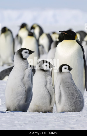 A group of emperor penguins standing on the ice on Snow Hill Island Stock Photo