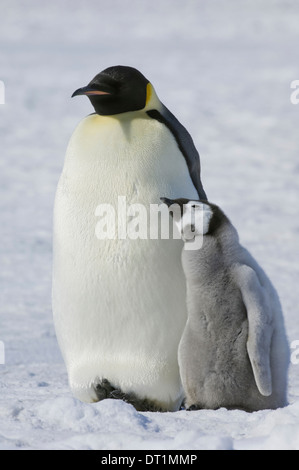 Two Emperor penguins an adult bird and a chick side by side on the ice Stock Photo