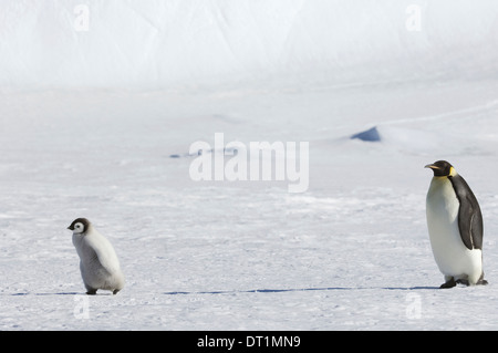 An adult Emperor penguin watching over a baby chick on the ice on Snow Hill island Stock Photo