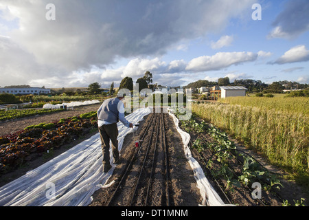 Man working in the fields social care and work project the Homeless Garden Project Sowing seed in the ploughed furrows Stock Photo