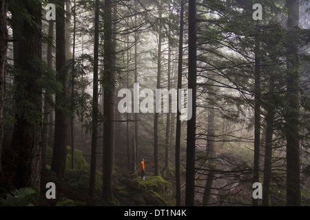 A man stands on a mossy rock overlooking a thick forest on a foggy morning near North Bend Washington Stock Photo