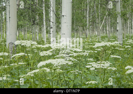 A grove of quivering aspen trees and cow parsley White bark and white curds of flowers Uinta national forest