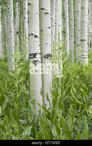 Grove of aspen trees with white bark and wild flowers growing in their shade