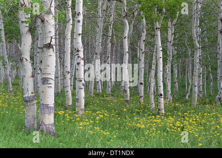 Grove of aspen trees with white bark and bright green vivid colours in the wild flowers and grasses underneath