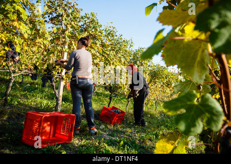 People harvesting grapes in a vineyard near Treiso, Langhe, Cuneo district, Piedmont, Italy, Europe Stock Photo