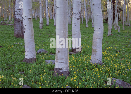 Grove of aspen trees with white bark and bright green vivid colours in the wild flowers and grasses underneath