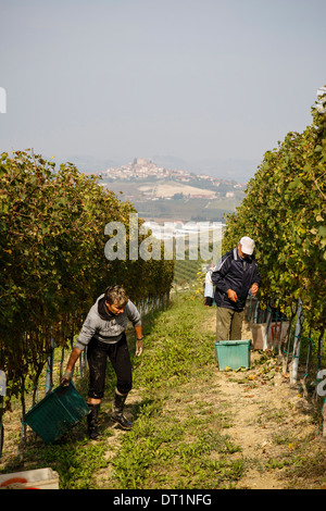 People harvesting grapes in a vineyard near Grinzane Cavour castle, Langhe, Cuneo district, Piedmont, Italy, Europe Stock Photo