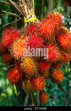 Rambutan fruit, Melaka (Malacca), Melaka State, Malaysia, Southeast Asia, Asia Stock Photo