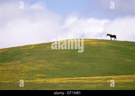 Lush grazing for horses in the meadows of California Stock Photo