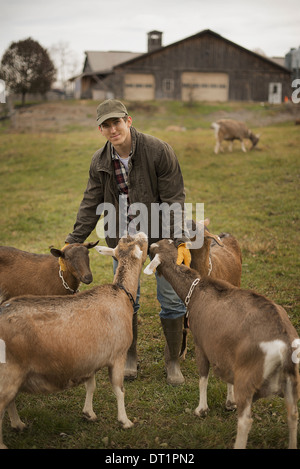 Dairy Farm Farmer working and tending to the animals Stock Photo