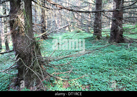 Beautiful view on old fir tree forest at summer Stock Photo