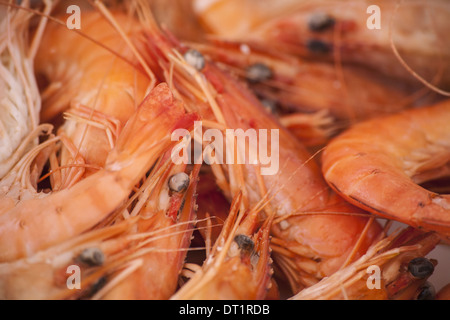 A dish of freshly cooked prawns with shells heads and tails on Seafood Stock Photo