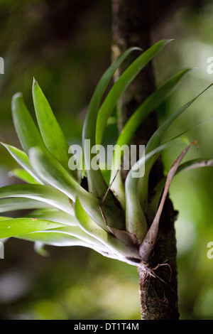 Bromeliad. Epiphyte. Growing and supported by a host tree. Note root attachment. Costa Rica. Stock Photo