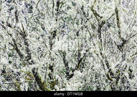 Methuselah's Beard lichen growing on trees Stock Photo