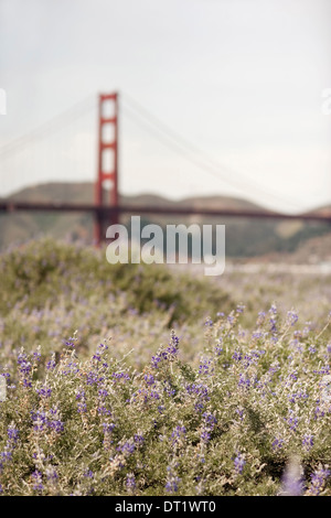 Springtime Wild flowers in a meadow and view to the Golden Gate bridge in San Francisco bay Stock Photo