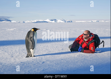 A man lying on his side on the ice close to an emperor penguin standing motionless Stock Photo