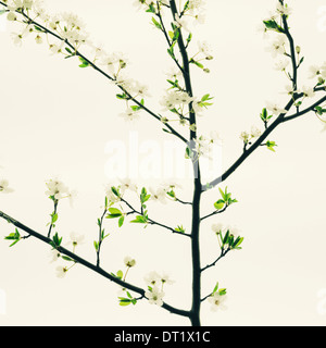 An apple tree blossoming and growing in the spring time Green leaves and white blossom against a white background A tree branch Stock Photo
