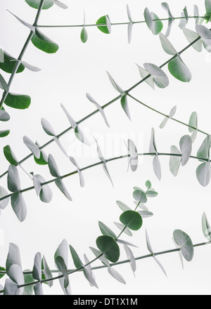 Close up of the small green leaves of the Eucalyptus gunnii tree also know as Cider Gum Leaves arranged in pairs on the twig Stock Photo