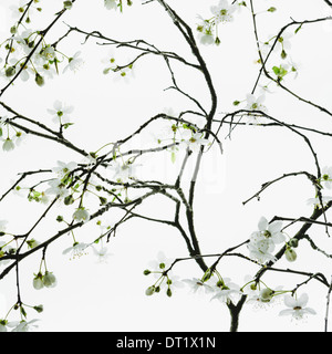 An apple tree blossoming and growing in the spring time Green leaves and white blossom against a white background A tree branch Stock Photo