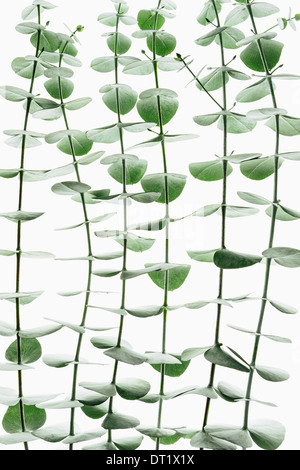 Close up of the small green leaves of the Eucalyptus gunnii tree also know as Cider Gum Leaves arranged in pairs on the twig Stock Photo